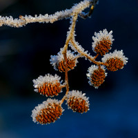 Taken on a walk in the local woodland earlier today.