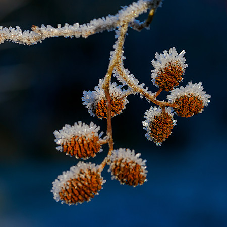 Taken on a walk in the local woodland earlier today.