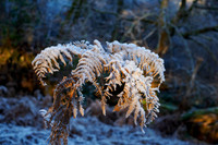 20231203-Balmacaan Wood-OM015756