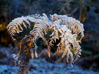 20231203-Balmacaan Wood-OM015757