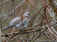 Fieldfare