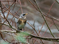 20231205-Fieldfare-DxO_OM015784-ORF_XDO-Edit