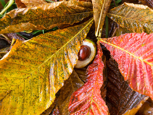 Horse Chestnut