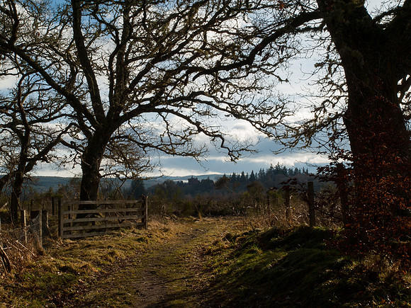 2011-02 Woodland Walk