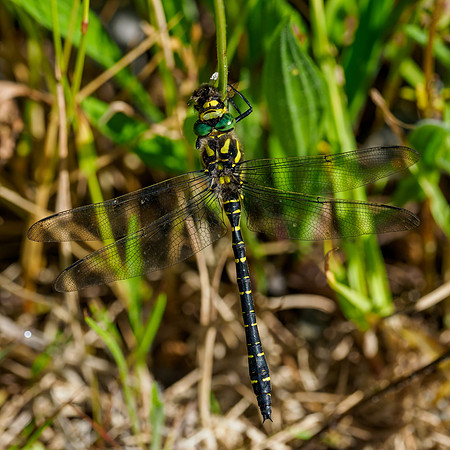 Male Golden-ringed Dragonfly