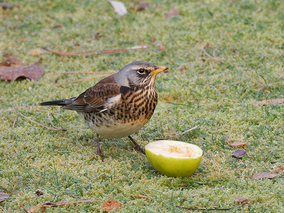 Feeding Fieldfare