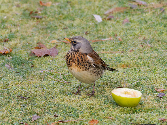 Feeding Fieldfare