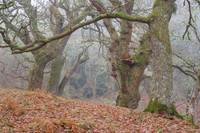 Misty Woods