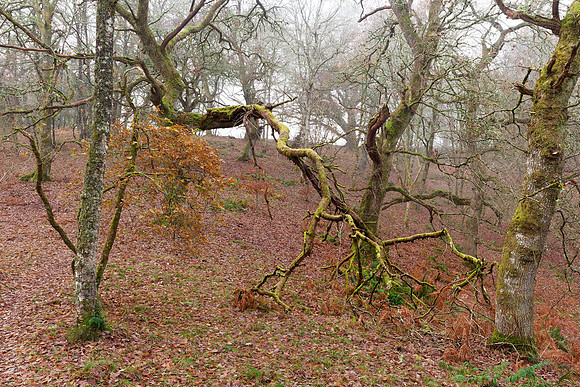 Creepy Tree