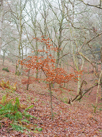 Misty Woods