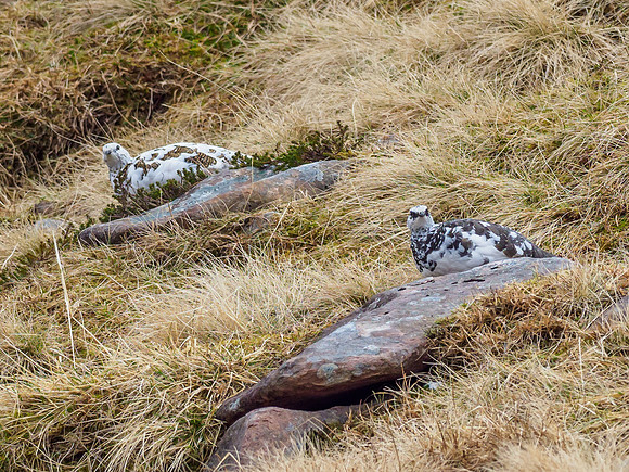 2019-03 Ptarmigan (Lagopus muta)