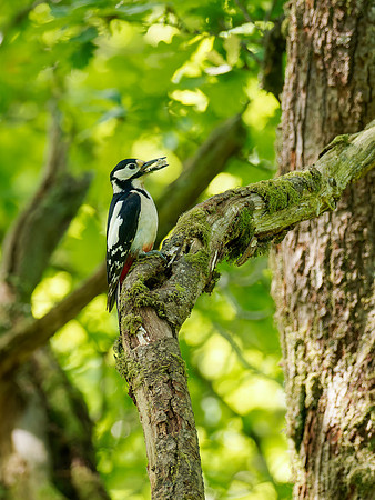 Great-spotted Woodpecker