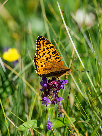 Dark Green Fritillary (Speyeria aglaja)