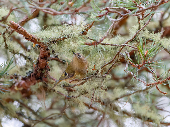 Goldcrest (Regulus regulus)