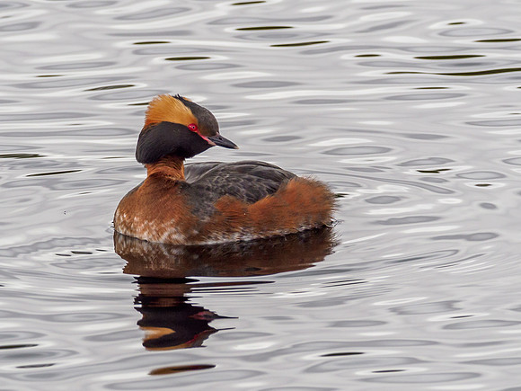 2019-04 Slavonian Grebe (Podiceps auritus)