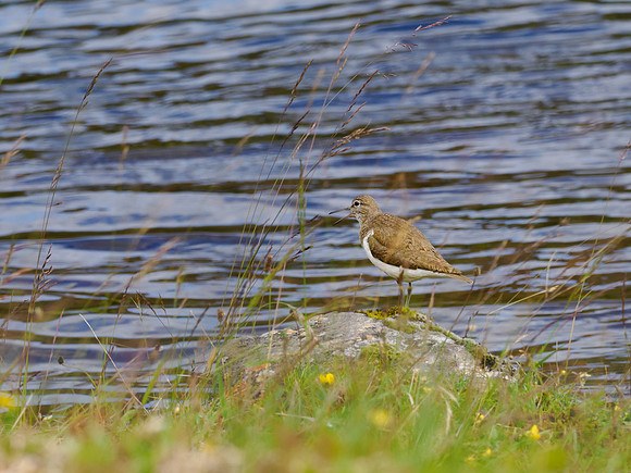 Sandpiper Through the Grasses