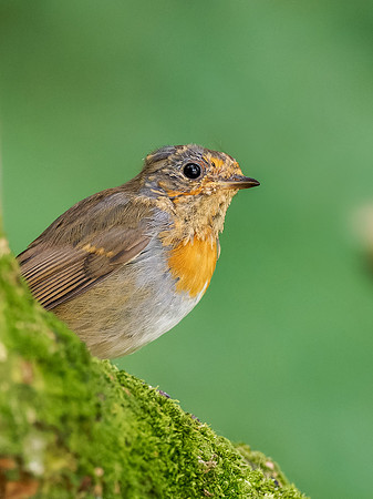 Young European Robin (Erithacus rubecula)