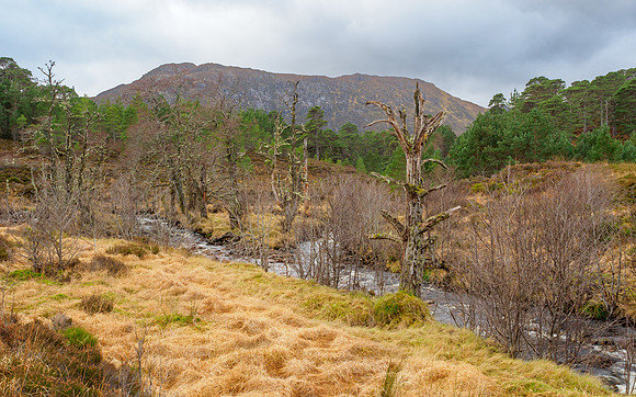 Glen Affric Pines and Munros