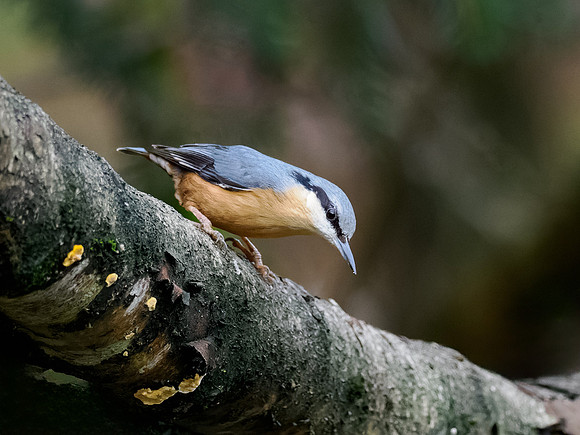 Nuthatch (Sitta Europaea)