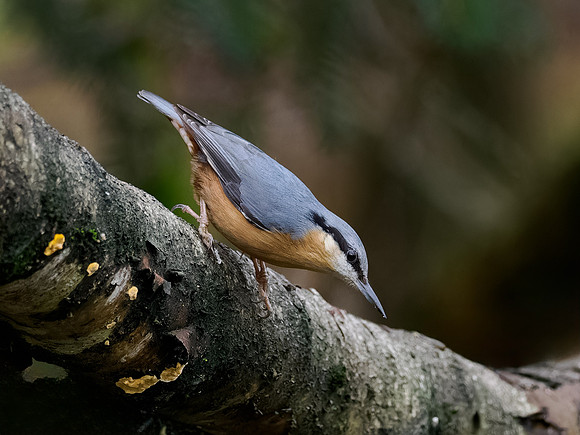 Nuthatch (Sitta Europaea)
