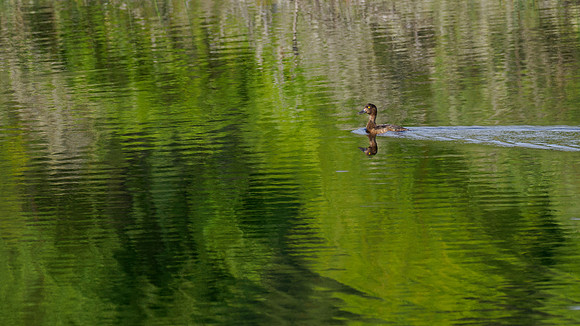 Tufted Duck?