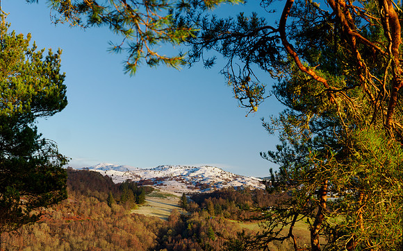 Pine Framed