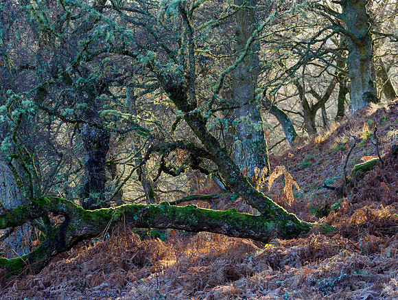 Frosty Light