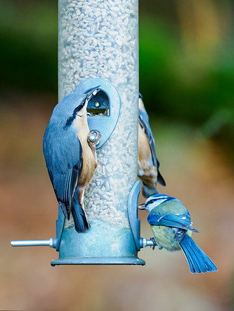Nuthatch x 2