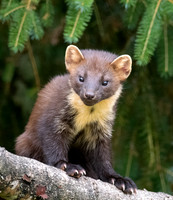 Fully Alert Pine Marten