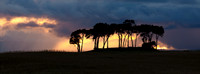Those Trees