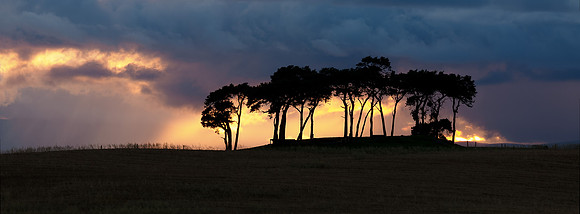 2014-07 Those Trees