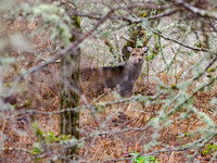 Female Sika Deer (Cervus nippon)