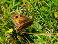 Meadow Brown (Maniola jurtina)