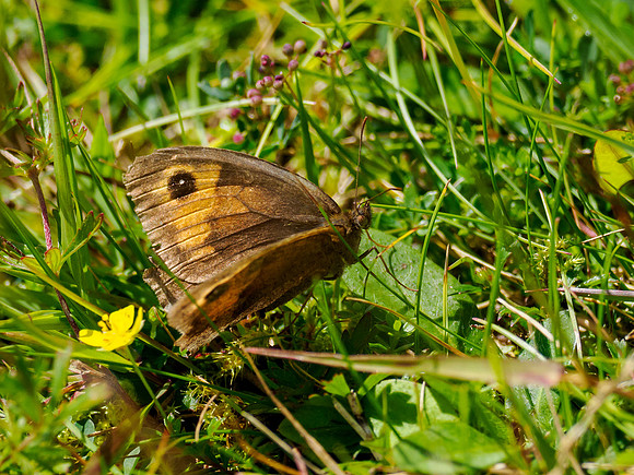 Meadow Brown (Maniola jurtina)
