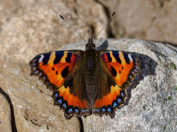 Small Tortoiseshell (Aglais urticae)