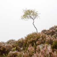 Fogginess