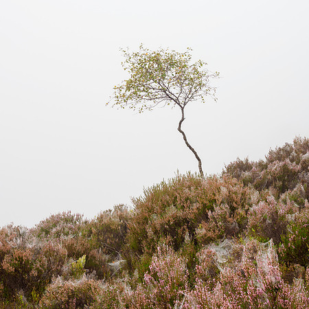 Fogginess