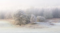 Frost & Mist