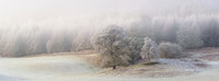 Frost & Mist