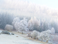 Frost & Mist