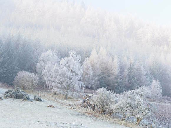 Frost & Mist