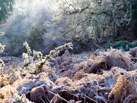 Frost & Mist