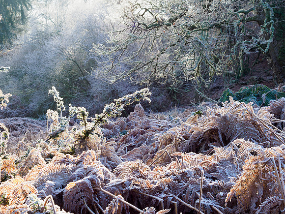 Frost & Mist