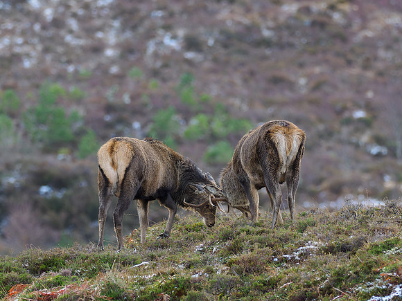 20231229-Glen Cannich-OM016755-ORF_XDS