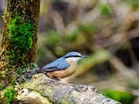 Nuthatch