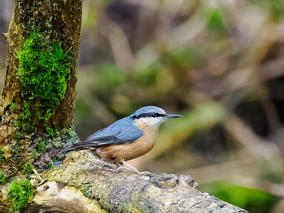 Nuthatch