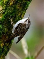 Treecreeper (Certhia familiaris)