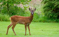 Roe Buck