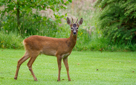 Roe Buck