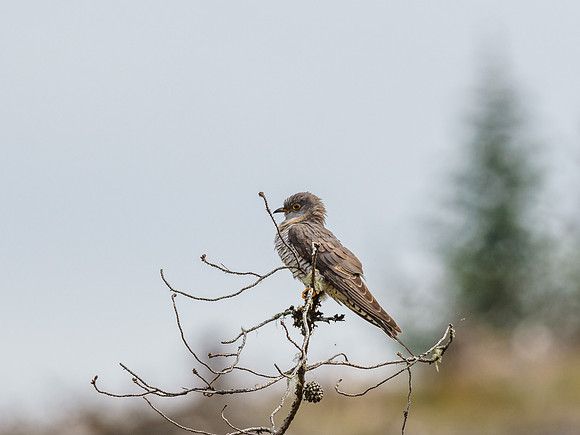 2019-06 Cuckoo (Cuculus canorus)